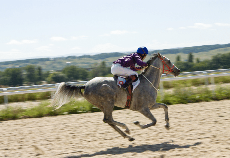 equestrian sports