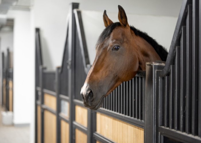 Equine business directory