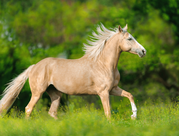 Horse Directory